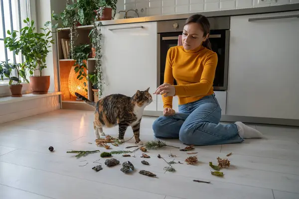 Intresserad Katt Sniffa Torra Löv Hemma Kvinna Sällskapsdjur Ägare Tog — Stockfoto