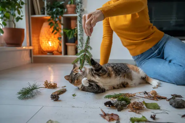 Curious cat sniffing spruce branch and playing, lying on floor in room. Caring pet owner saving cat mental health by giving plant scent to spice up boring life at home. Domestic animal studies nature