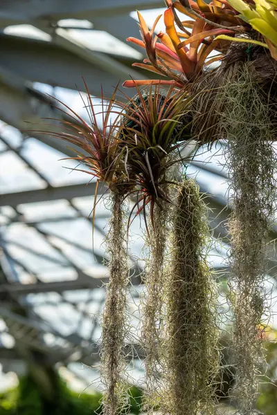 stock image Tillandsia usneoides plant. Hanging epiphytic Spanish moss and other bromeliads on tree trunk in greenhouse close up.