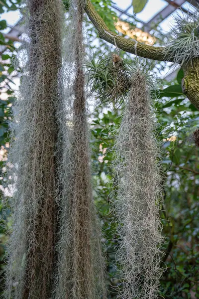 Tillandsia Usneoides Plant Hanging Epiphytic Spanish Moss Other Bromeliads Tree — Stock Photo, Image