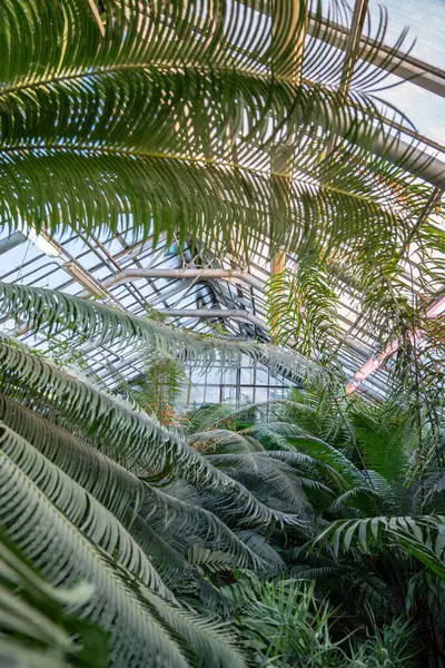 Large palm trees and ferns in tropical greenhouse in winter season. Phytolamp for additional illumination. Green plants in botanical garden indoors. Interior of glasshouse.