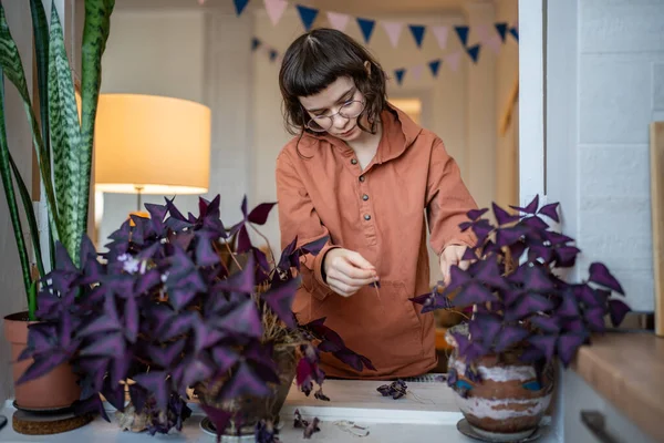 Girl Plant Lover Removing Dry Purple Leaves Oxalis Plants Home — Stock Photo, Image