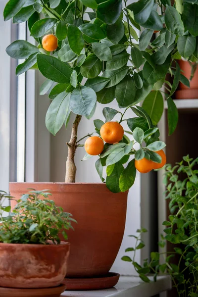 Tangerine tree with fruits in terracotta pot at home. Decorative Calamondin citrus houseplant on windowsill. Indoor gardening concept. Citrus plant for interior. Soft focus