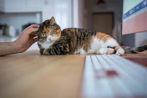 Lazy cat lying on desk next to computer keyboard. Person strokes sleepy fat pet. Pleasant working process at home in the company of cat