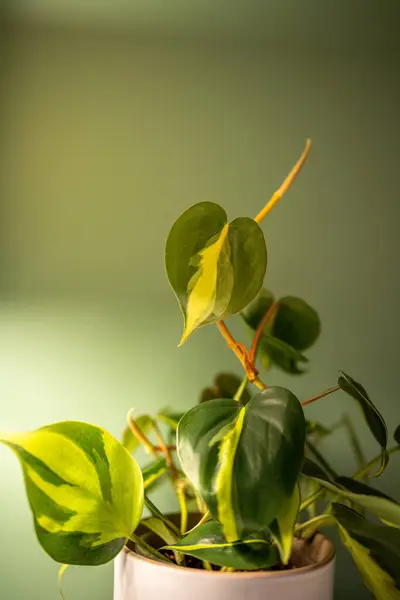 Philodendron Hederaceum Scandens Brasil Tropische Klimplant Met Gele Strepen Keramische — Stockfoto