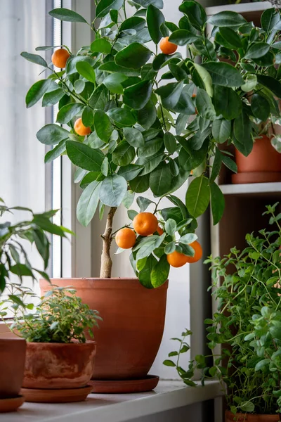 Tangerine tree with fruits in terracotta pot on windowsill at home. Little Calamondin citrus and houseplants, mint herb, lemon balm. Indoor gardening. Citrus plant for interior. Selective soft focus