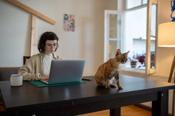 Short-haired ginger purebred cat Devon rex sitting on table, wants to play, busy woman works on laptop computer as freelancer, studies online. Pet lover and domestic animal relations