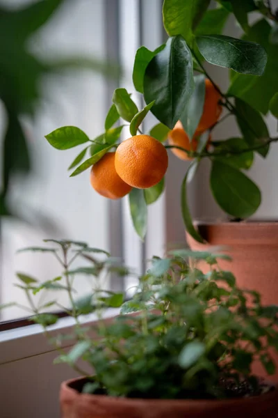 Tangerine Tree Fruits Terracotta Pot Windowsill Home Small Calamondin Citrus — Stock Photo, Image