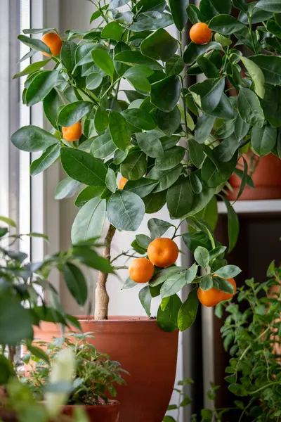 Tangerine Tree Fruits Terracotta Pot Windowsill Home Calamondin Citrus Potted — Stock Photo, Image
