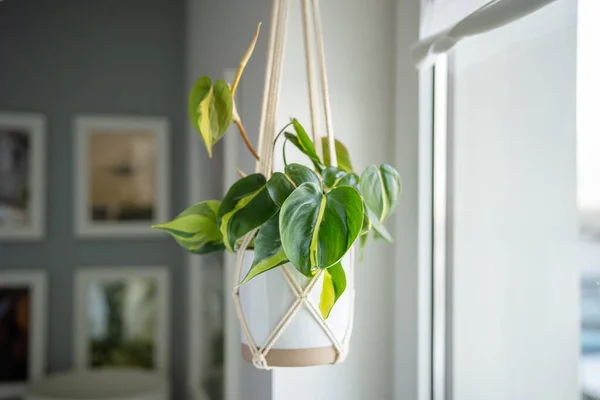 stock image Plant Philodendron Brasil in white ceramic pot hanging from cotton macrame next to the window at home, soft focus. Pothos in hanging pot. Green houseplant in handmade holders made of rope.