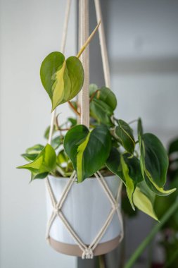 Dekoratif bitki Philodendron Hederaceum Brasil 'i pamuk makrome' a asılmış beyaz seramik kapta, yakın plan. Saksıda saksı var..