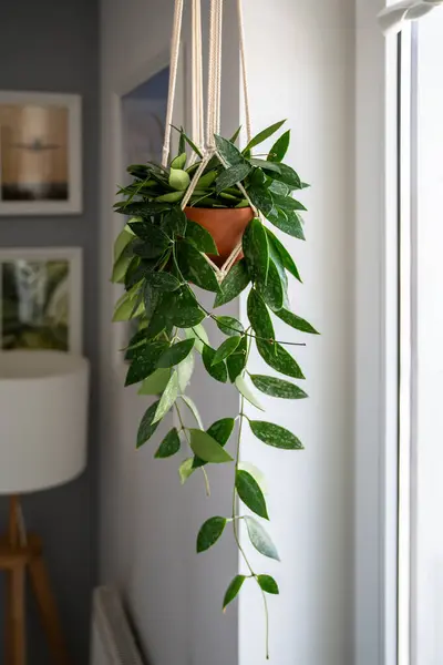 Plant Hoya Gracilis Terracotta Pot Hanging Cotton Macrame Next Window — Stock Photo, Image