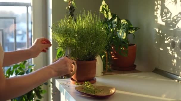 ハサミのクローズアップで調理するために自宅の新鮮なスプリッグを切った女性 キッチンのテラコッタポットの芳香族ハーブの収穫 屋内ハーブガーデニング 健康的な緑の食品コンセプト — ストック動画