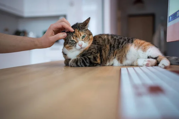 Trabajo Remoto Con Mascota Propietario Acariciar Adorable Esponjoso Gato Encuentra —  Fotos de Stock