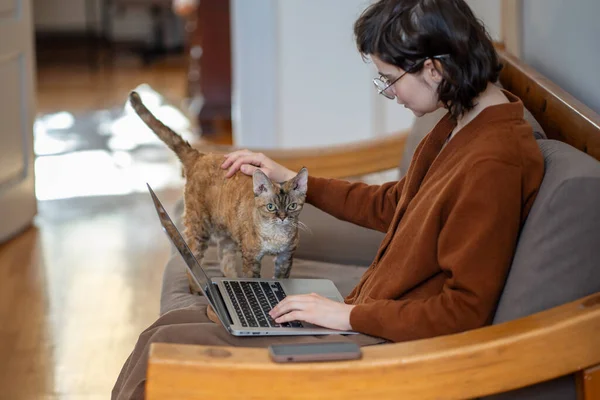 Woman sitting on couch, working on laptop as freelancer, studying at distant education course at home. Devon Rex cat diverts girl attention from work. Girl strokes, caress purring beloved pet