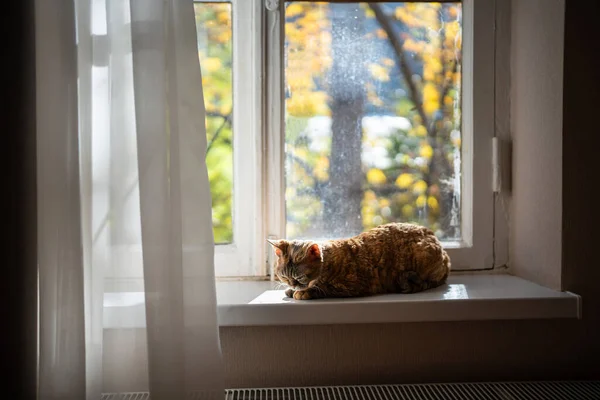 Sleepy Purebred Cat Devon Rex Lying Windowsill Lazy Pet Resting — Stock Photo, Image