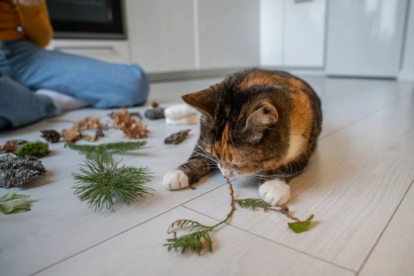 Caring Woman Playing Lazy Cat Using Plants Stones Leaves Kitchen — Stock Photo, Image