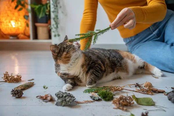 Curious playful cat sniffing spruce branch lying on floor in room. Caring pet owner saving cats mental health by giving plant scent to spice up boring life at home. Domestic animal studies nature.