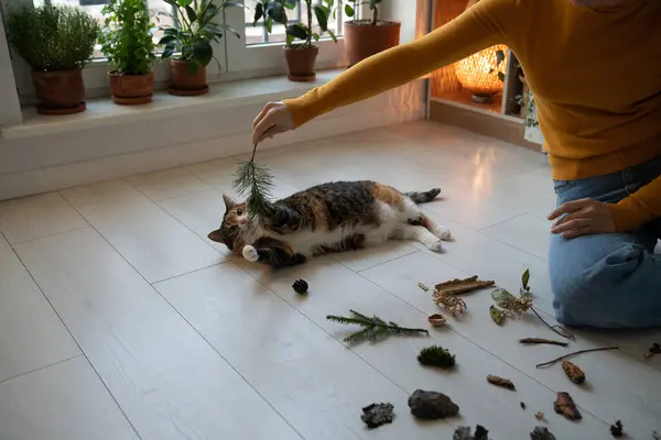 猫的活动 宠物主人和可爱的胖胖的爱玩的猫躺在地板上 想抓住树枝 家畜生活中的活动 超重预防 — 图库照片