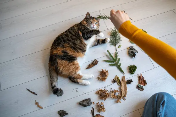 Top view lazy cat lying on floor touching branch playing with woman. Hand pet owner giving to cat different plants to learn study, smell development. Entertaining domestic boring animal.