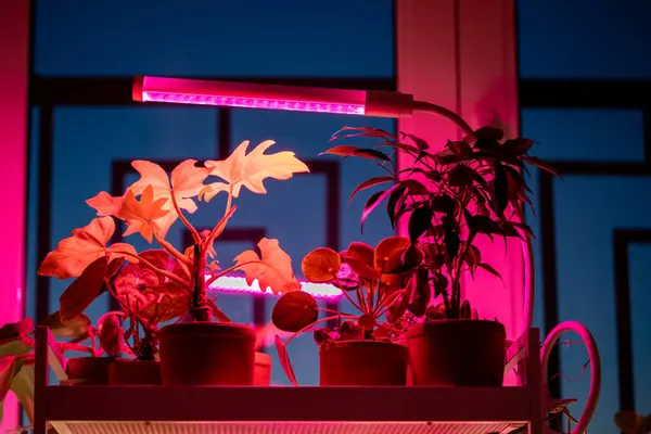 stock image Houseplants under phyto lamp at home. LED purple pink lamp for supplementary lighting of indoor plant in winter season in apartment. Plant care, additional illumination