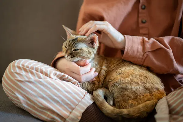 Close up sleepy purring cat lying on pet owner laps. Tender hands stroking, caressing domestic animal. Empathy kitten performing function of emotional support, stress relieve therapy, tactile contact.