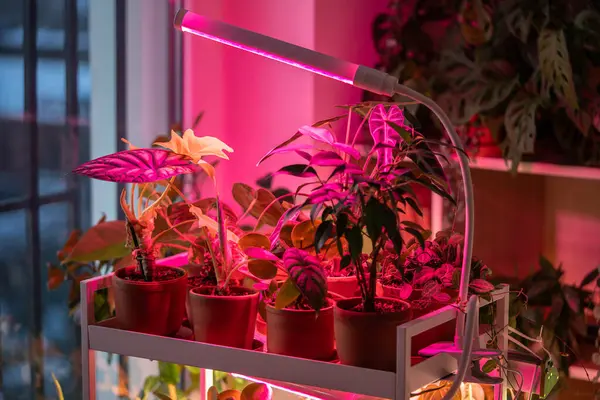 Plants under LED grow lamp at home. Closeup of phyto lamp for supplementary lighting of houseplants in winter season. Plant care, additional illumination concept