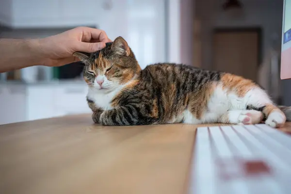 Cat Lounges Computer Owner Hand Lovingly Stroking Fur Lazy Cut — Stock Photo, Image