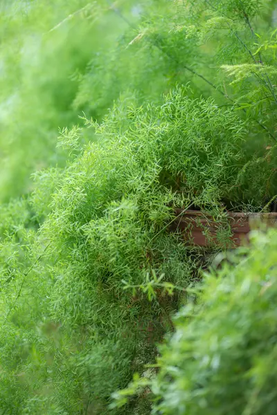 Foxtail Asparagus Fern Plant Pot Home Garden Selective Soft Focus — Stock Photo, Image