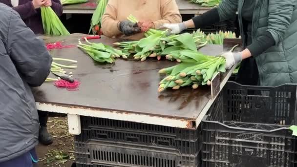 Робітники Сортують Свіжі Тюльпани Кольором Довжиною Продажу Оптом Квіткових Плантаціях — стокове відео