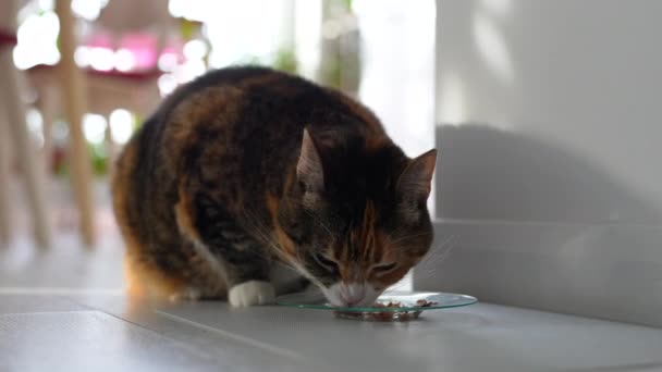 Modieus Hongerige Kat Die Lekker Gezond Vloeibaar Voedsel Eet Met — Stockvideo