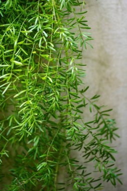 Leaves of foxtail asparagus fern plant closeup. Asparagus densiflorus growing in greenhouse or home garden. clipart