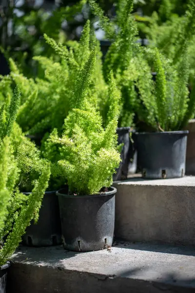 Foxtail Asparagus Fern Plants Plastic Pots Outdoor Flower Shop Garden — Stock Photo, Image