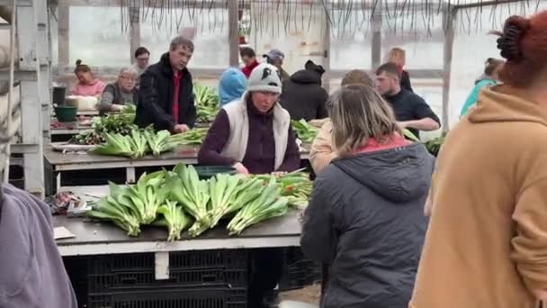 Februar 2024 Lavriki Russland Arbeiter Sortieren Frische Tulpen Nach Farbe — Stockvideo