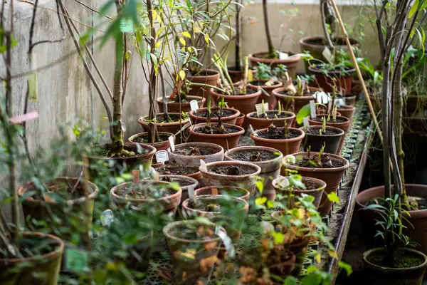 Plantas Bulbosas Crescendo Orangery Início Primavera Antes Cama Para Fora — Fotografia de Stock