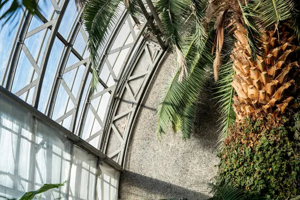 Interior of sunny glasshouse for cultivation of evergreen tropical and subtropical plants. Closeup of exotic palm trees with lianas growing under greenhouse roof. Urban jungle.