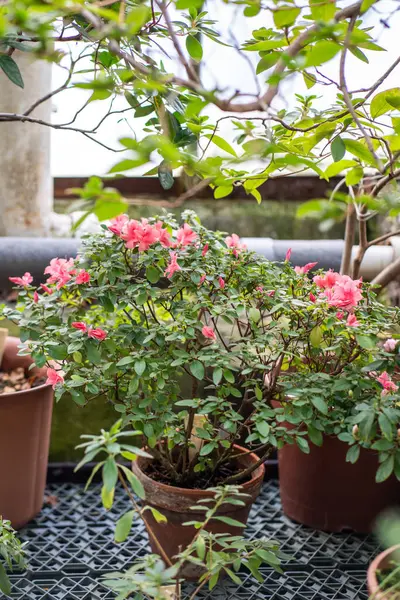 Pink azalea blooming in home garden. Blossoming rhododendron bush in terracotta pot in greenhouse in spring. Botany and home gardening concept