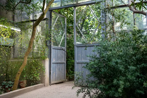 Anciennes Portes Entrée Bois Serre Tropicale Jardin Hiver Serre Avec — Photo
