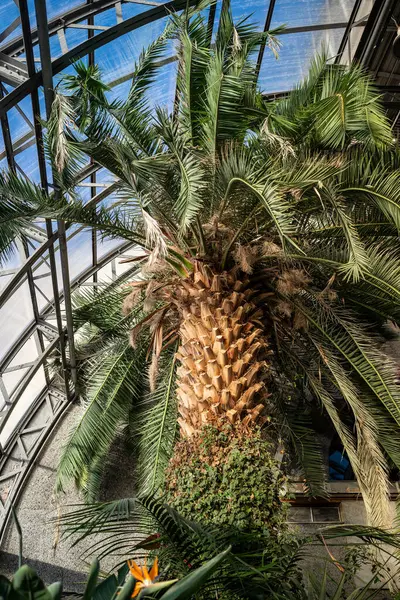 Interior of sunny glasshouse for cultivation of evergreen tropical and subtropical plants. Exotic palm trees growing under greenhouse roof. Urban jungle.