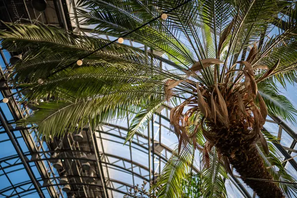 Interior of sunny glasshouse, orangery for cultivation of evergreen tropical and subtropical plants. Green leaves of exotic palm trees growing under greenhouse roof. Urban jungle.