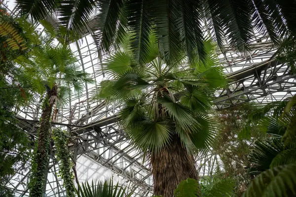 Interior of glasshouse, orangery for cultivation of evergreen tropical and subtropical plants. Green leaves of exotic palm trees growing under greenhouse roof. Urban jungle.