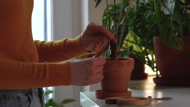 Γυναίκα Χέρια Φροντίδα Της Alocasia Bambino Εξέταση Houseplant Κοπή Μαραμένα — Αρχείο Βίντεο