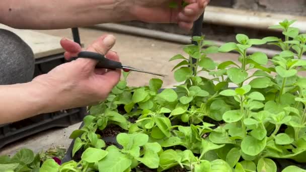 Ogrodnik Szklarni Przemysłowej Tnie Kwiat Petunii Dla Sadzonek Nożyczkami Zbliżenie — Wideo stockowe