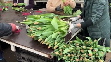 Özenle seçilmiş parlak çiçeklerden dikkatlice paketlenmeye kadar her yer çiçeklerle dolu. Karmaşık iş, hassas becerili profesyonel bahçıvanlardır. Masada kocaman buketler taze laleler var. Neşeli bahar havası.