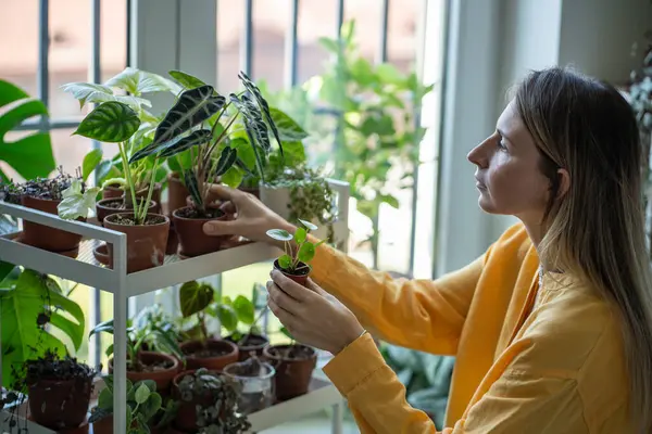 Mujer Enfocada Sienta Cerca Ventana Encarga Las Plantas Interior Cogidas —  Fotos de Stock