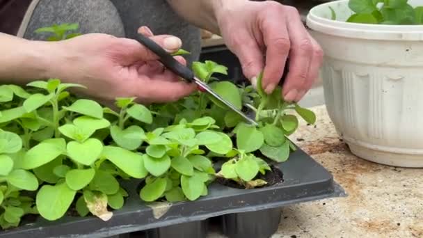 Tuinier Industriële Kas Snijdt Petunia Voor Stekken Met Een Schaar — Stockvideo