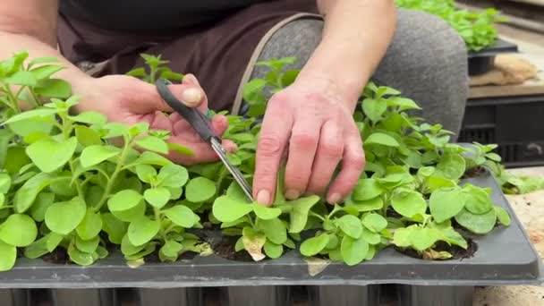 Zahradník Průmyslovém Skleníku Krájí Petúnii Odřezky Nůžkami Zblízka Zemědělské Podniky — Stock video