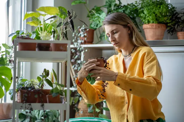 Geïnteresseerde Vrouw Plantenliefhebber Houden Ceropegia Woodii Kamerplant Pot Onderzoek Potplant — Stockfoto