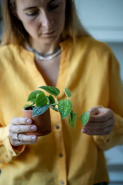 Mujer Jardinero Examina Cuidadosamente Planta Interior Scindapsus Pequeña Olla Arcilla —  Fotos de Stock