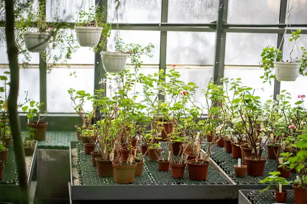 生长在温室花盆中的天麻幼苗 家庭植物温室内部 小盆栽家庭植物在花箱 室内园艺 种植和照料植物 — 图库照片